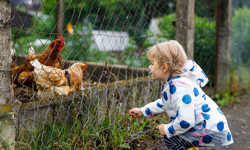 Girl playing with roosters